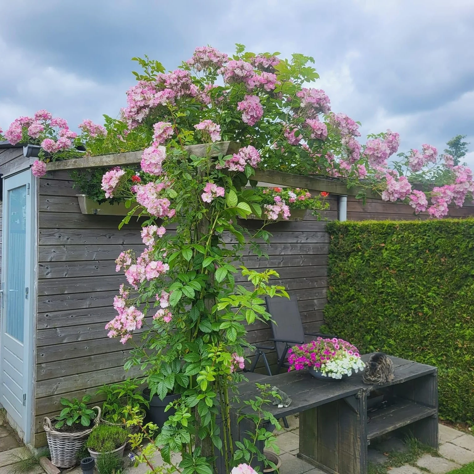 Apple Blossom - Image 3