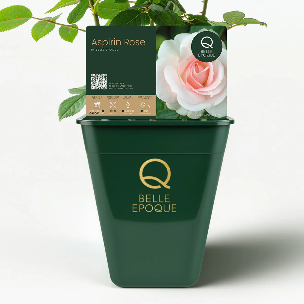 Aspirin Rose - Image 3