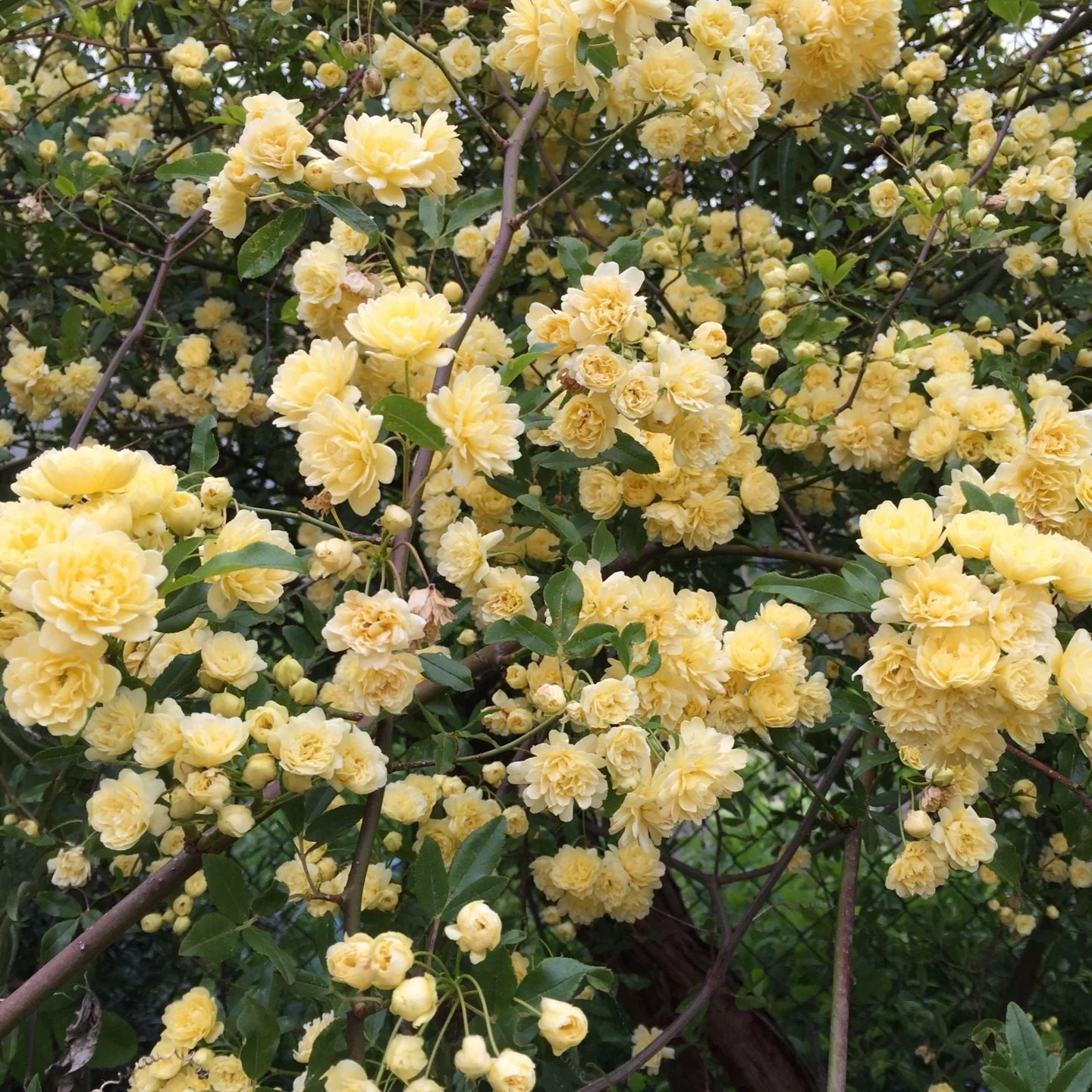 Banksiae Lutea (XL Klimroos)