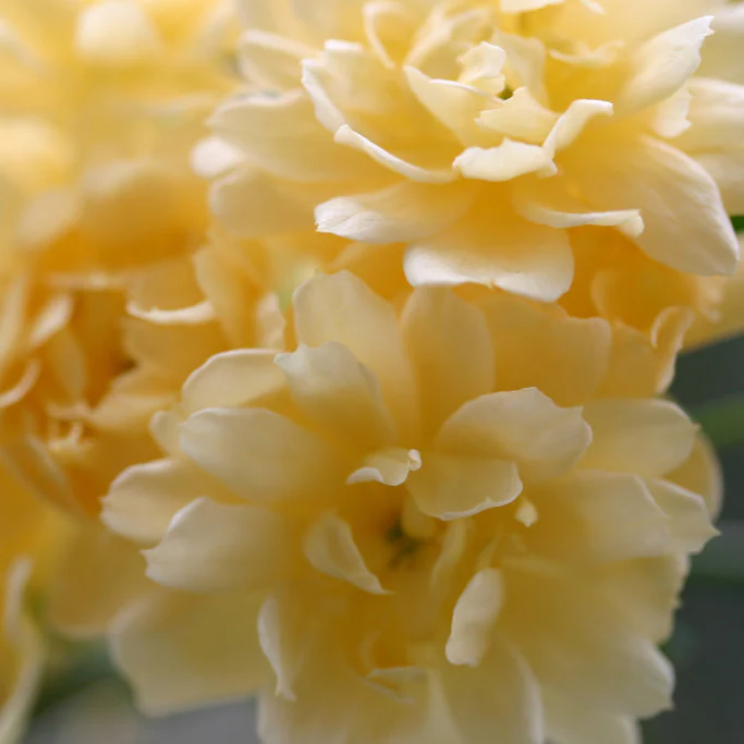 Banksiae Lutea (XL Klimroos) - Image 2