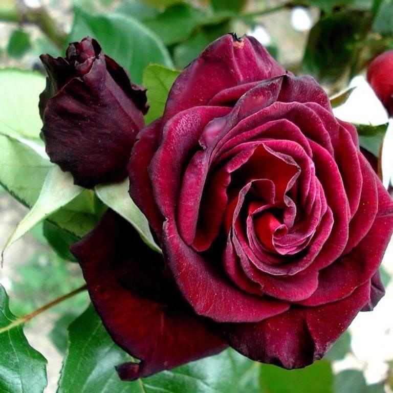 Black Baccara - Image 2