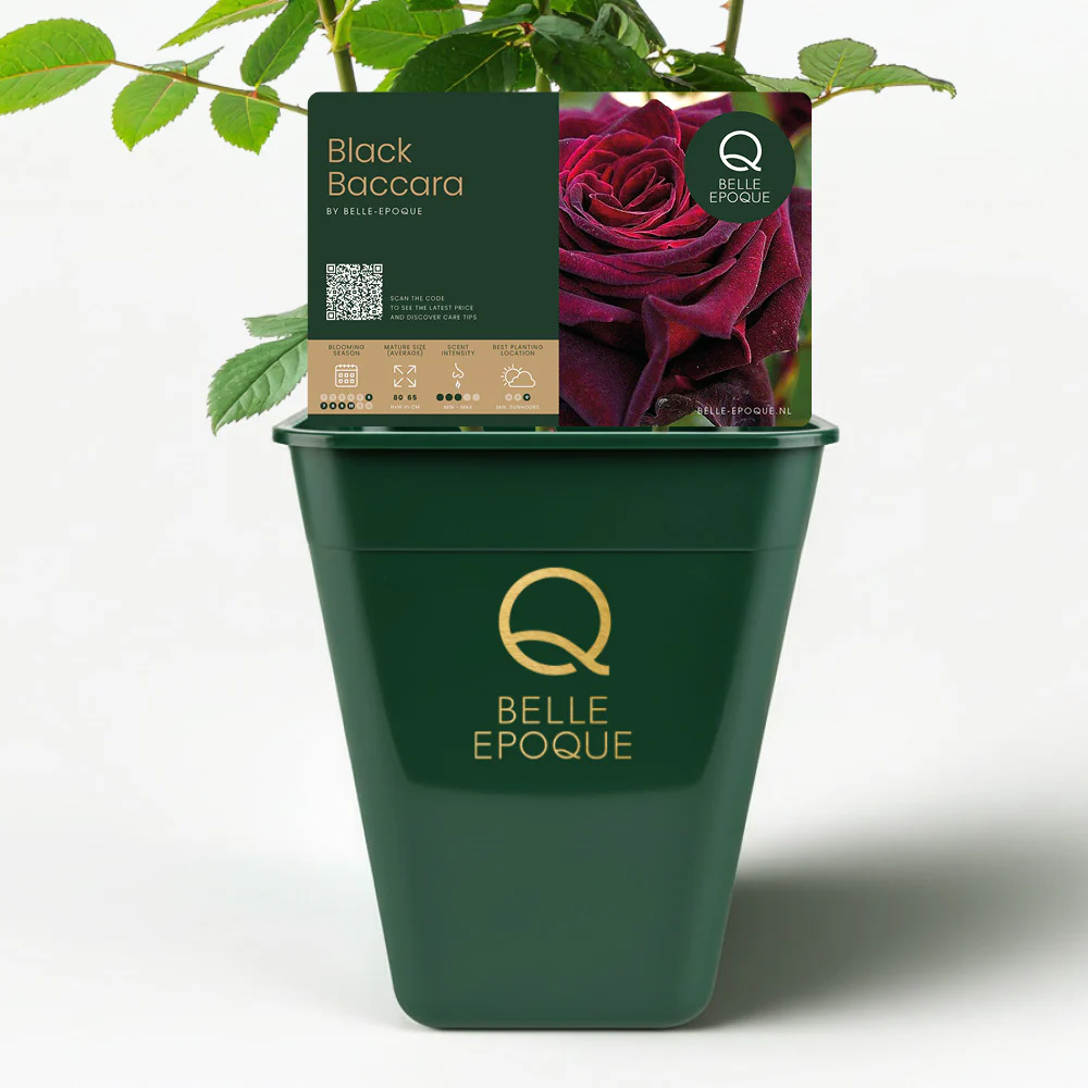 Black Baccara - Image 3