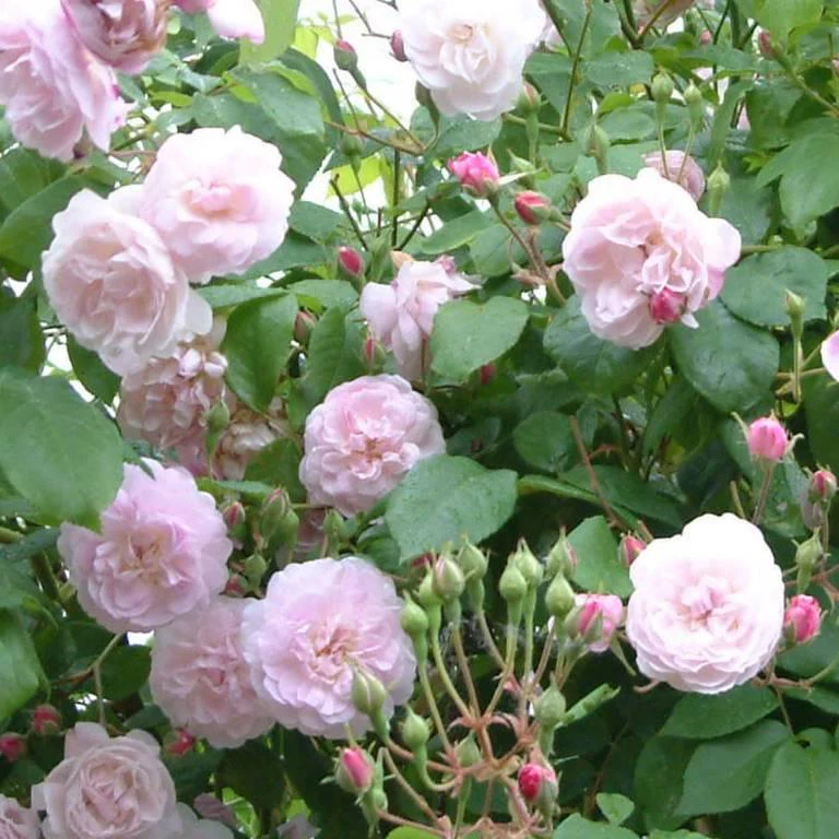Blush Noisette - Image 3