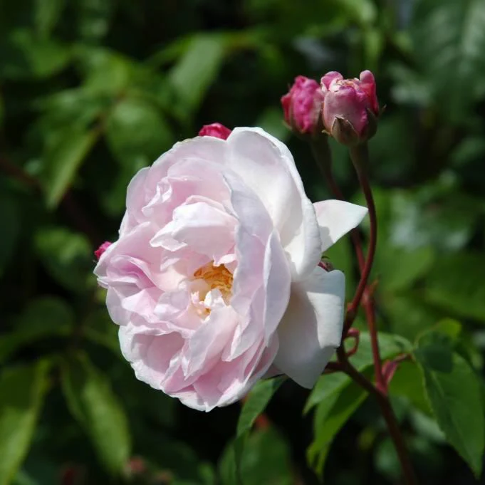Blush Noisette - Image 4