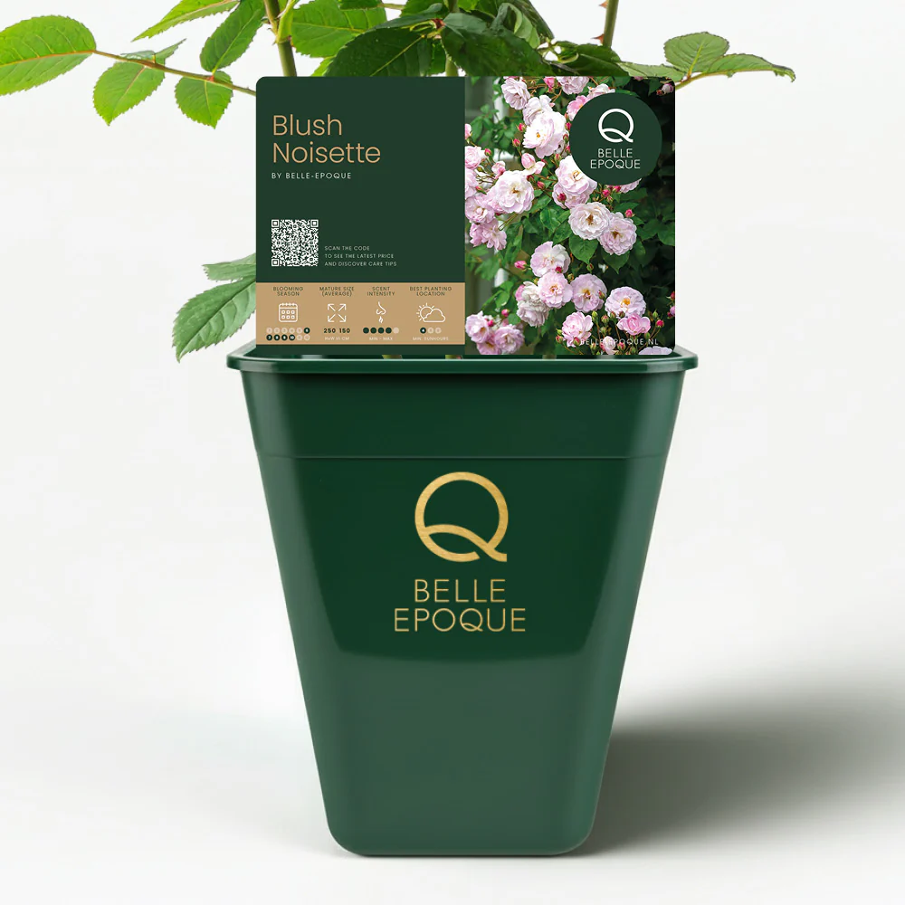 Blush Noisette - Image 5