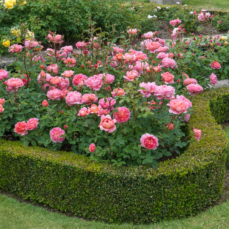 Boscobel (Auscousin) - Image 3