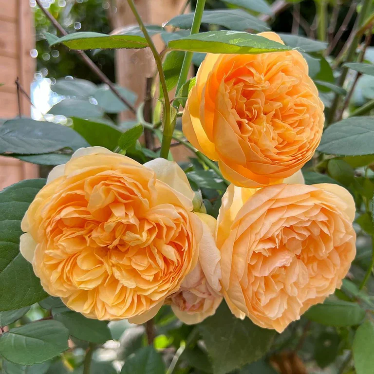 Miniatuur 2