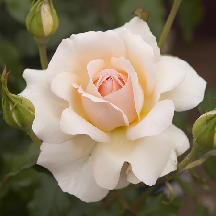 Chandos Beauty - Image 3