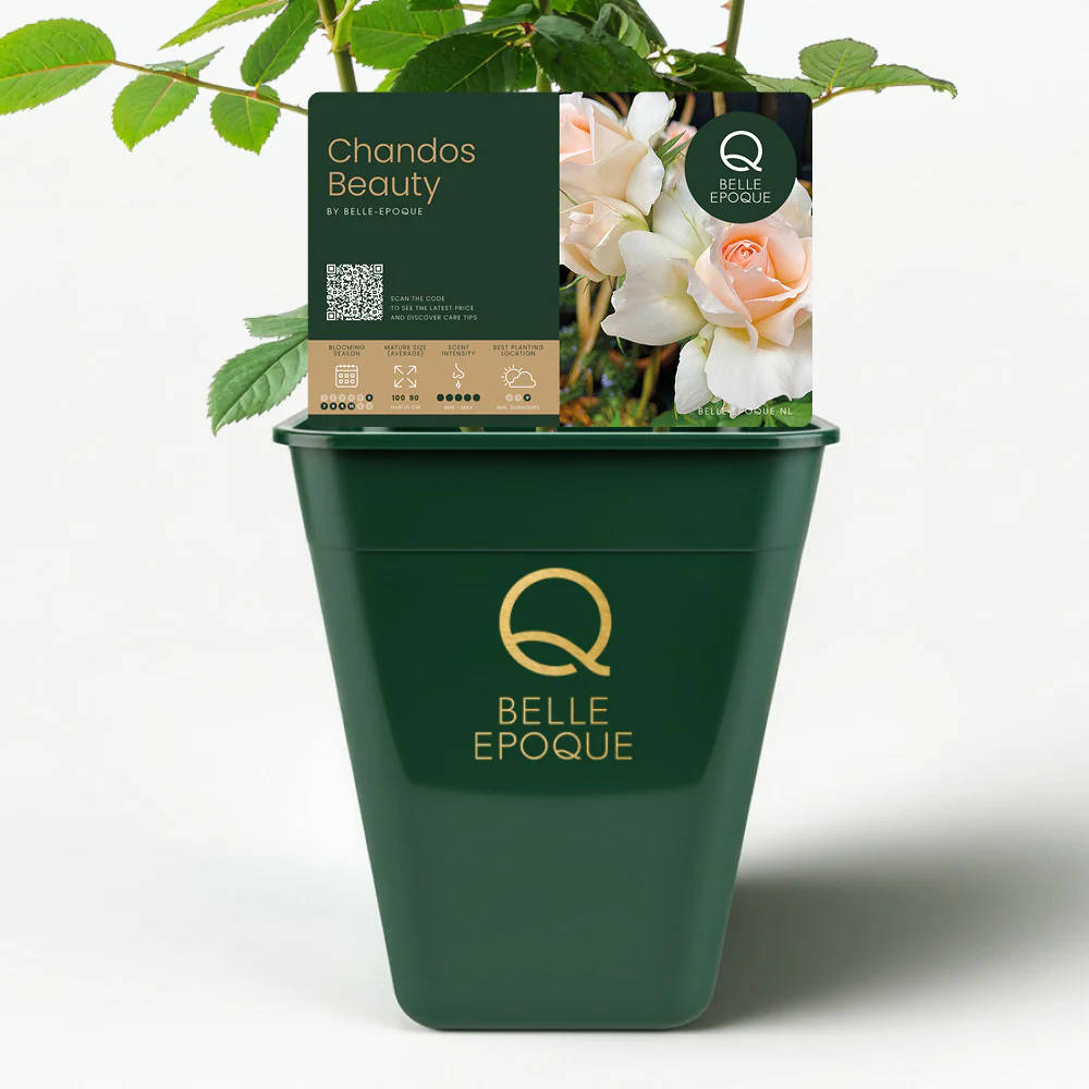 Chandos Beauty - Image 4