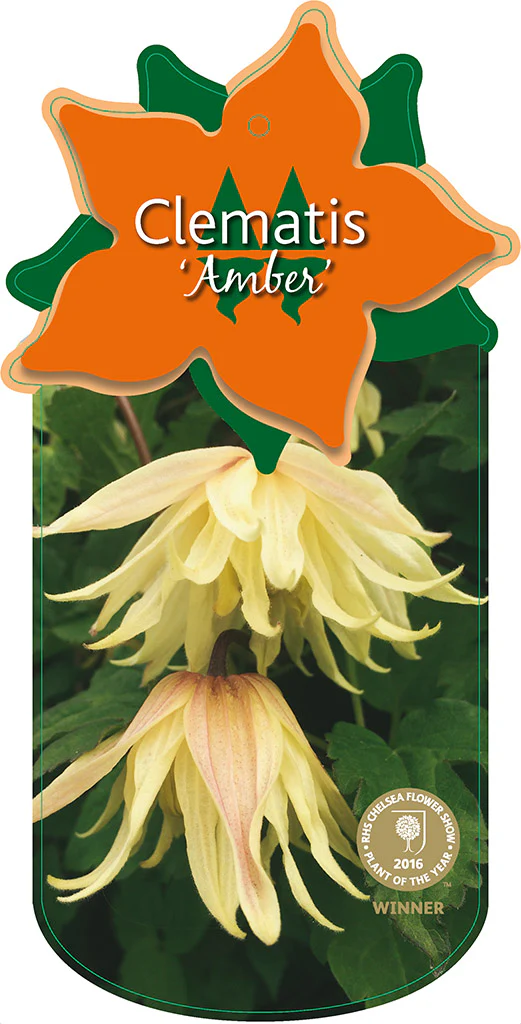 Clematis 'Amber' - Image 2