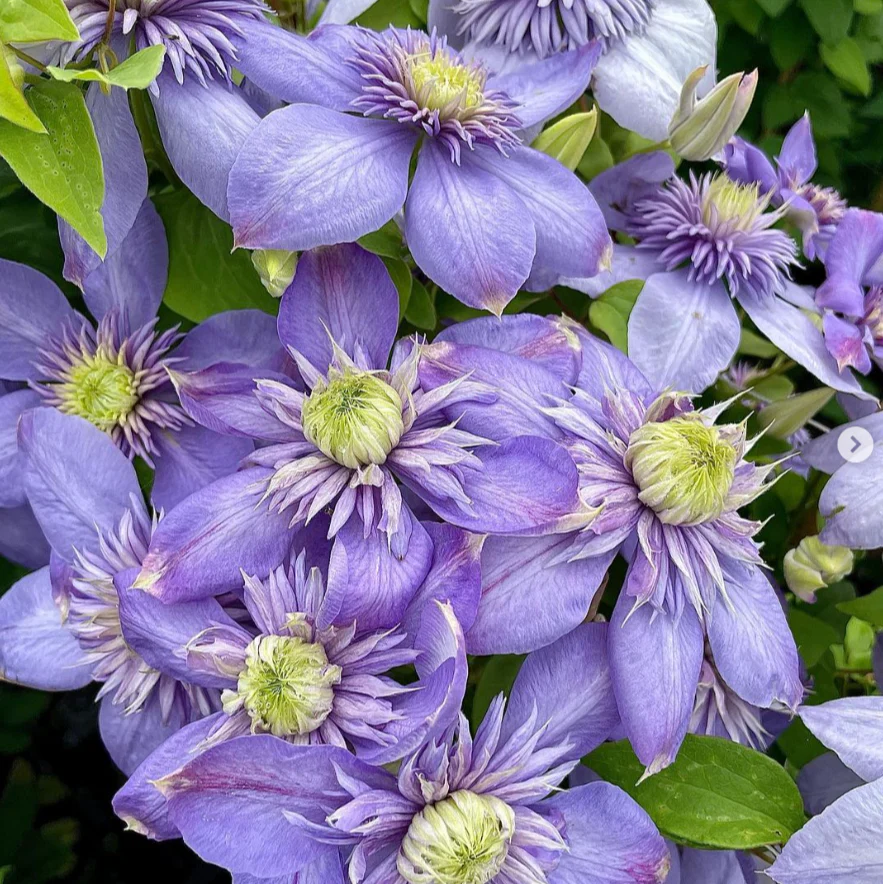Clematis 'Blue Light' PBR - Image 3
