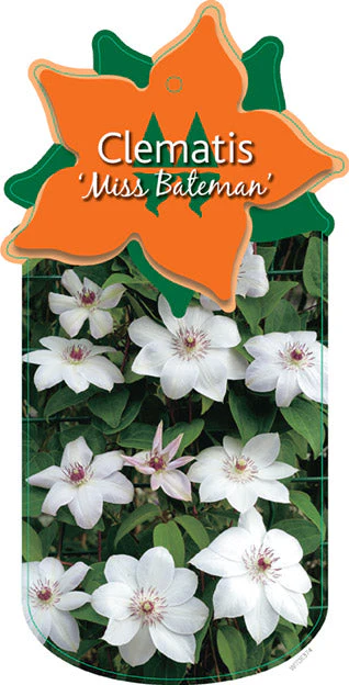 Miniatuur 2