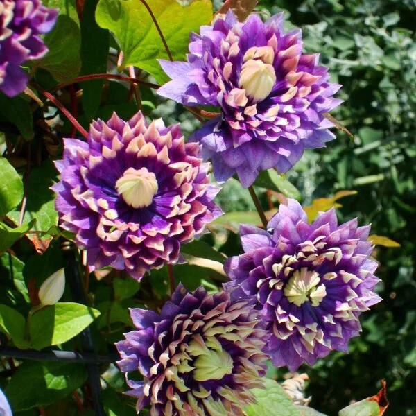 Clematis 'Taiga' - Image 3