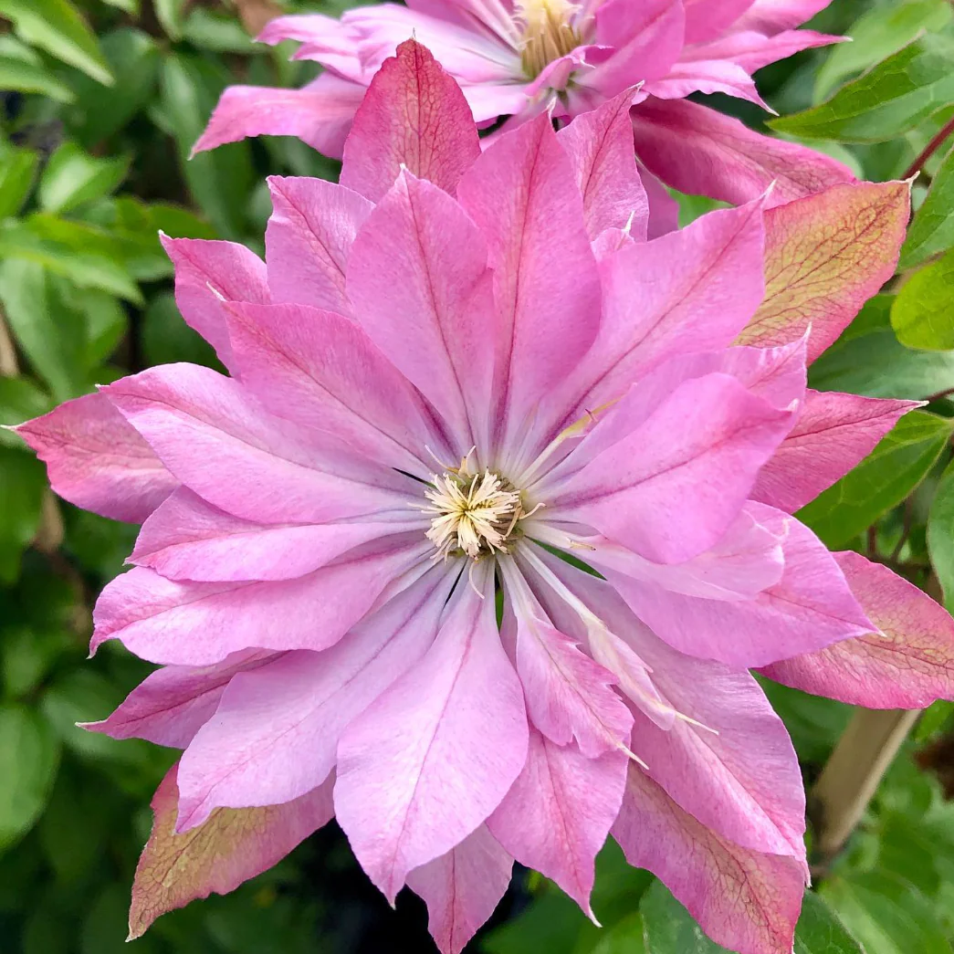 Clematis 'Violet Elizabeth - Image 3