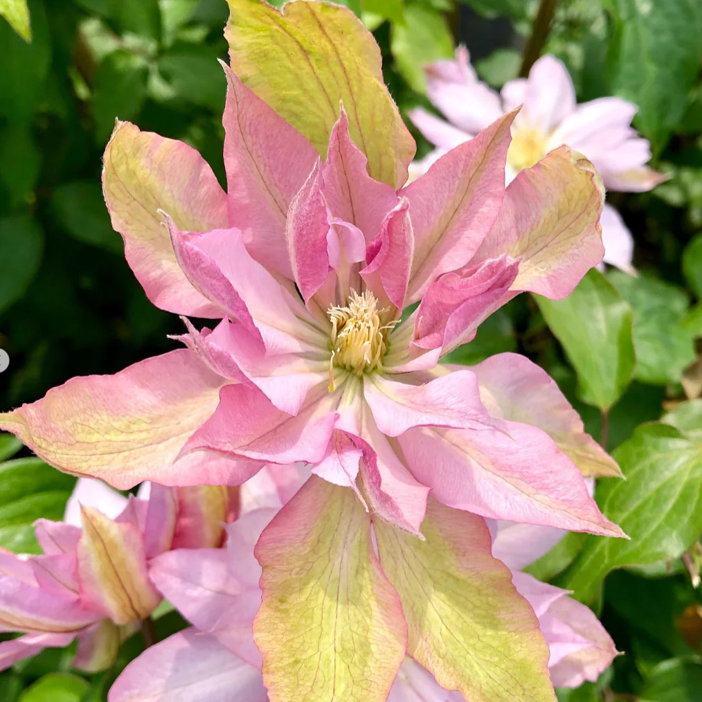 Clematis 'Violet Elizabeth - Image 4