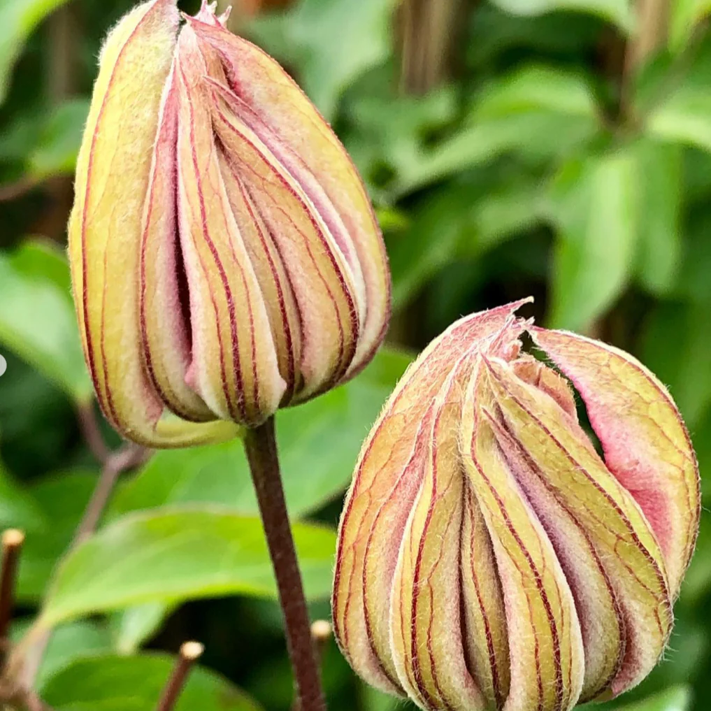 Clematis 'Violet Elizabeth - Image 5