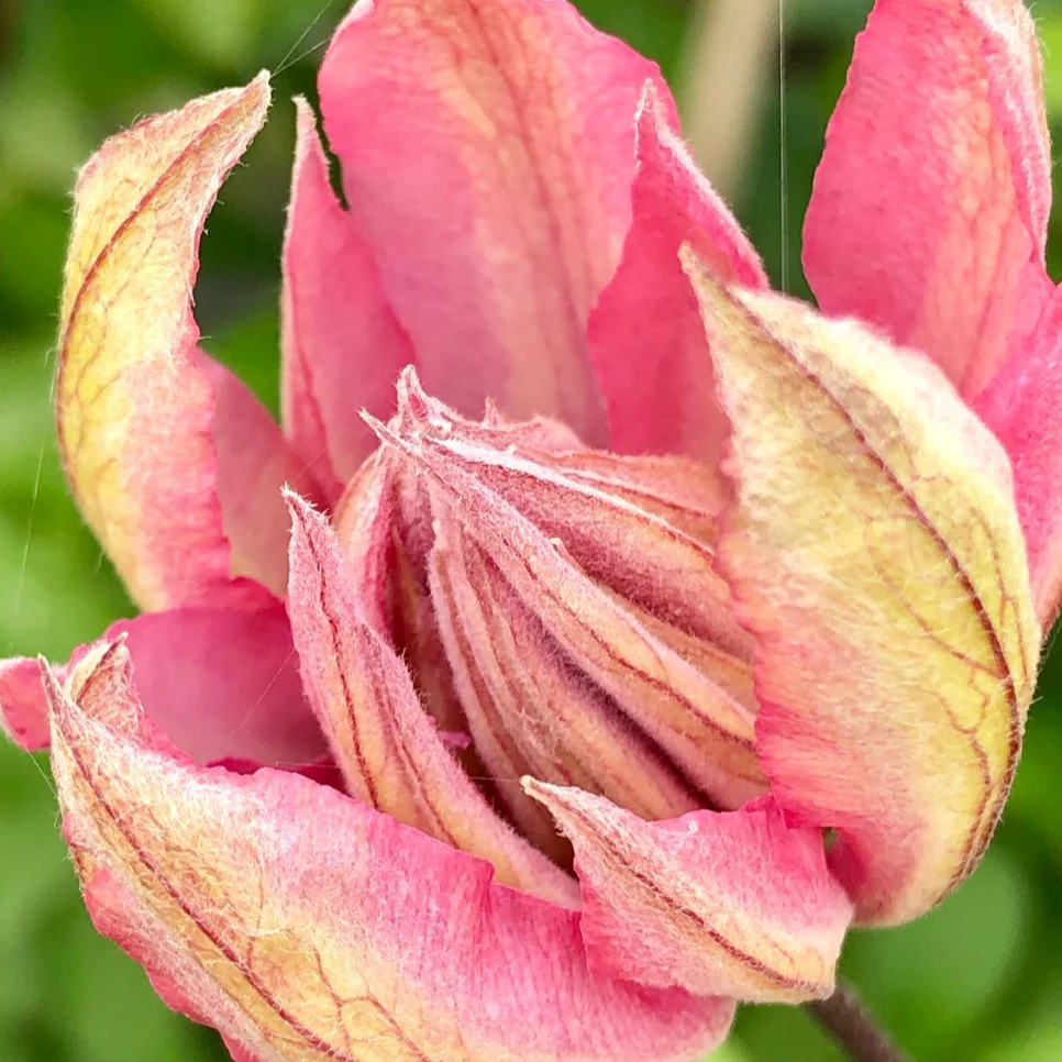 Clematis 'Violet Elizabeth - Image 6