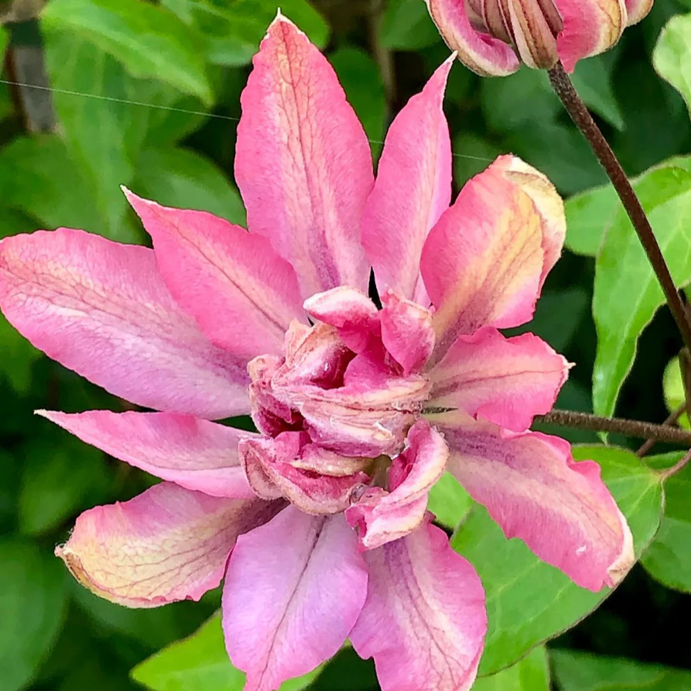 Clematis 'Violet Elizabeth - Image 7