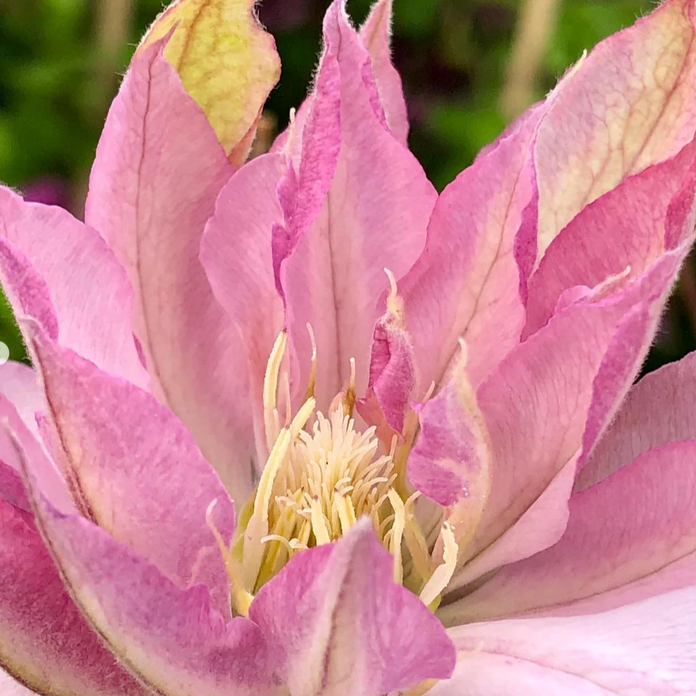 Clematis 'Violet Elizabeth - Image 8