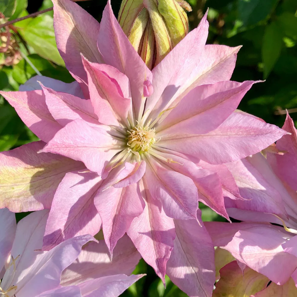Clematis 'Violet Elizabeth - Image 9