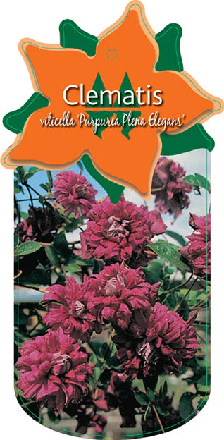Miniatuur 2