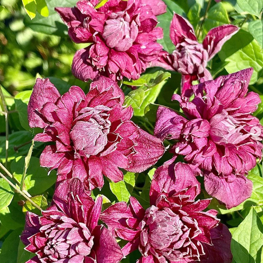 Clematis viticella 'Purpurea Plena Elegans' - Image 3