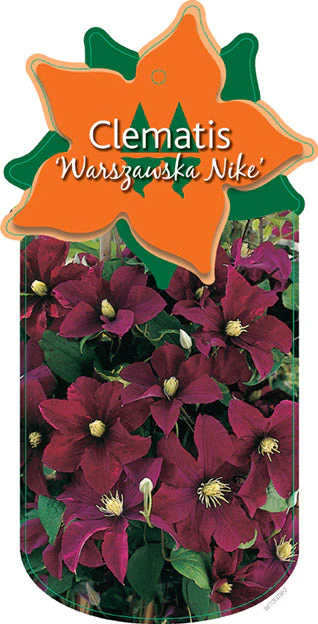 Clematis 'Warszawska Nike' - Image 2