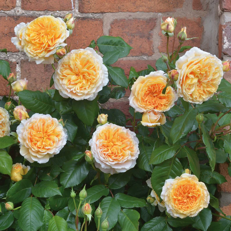 Crown Princess Margareta (XL Klimroos) - Image 2