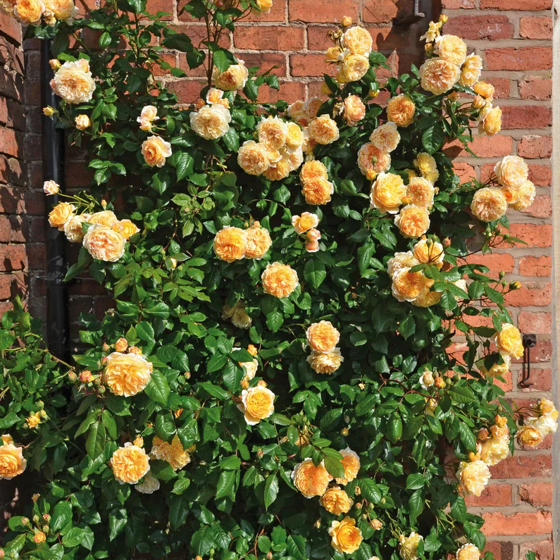 Crown Princess Margareta (XL Klimroos) - Image 3