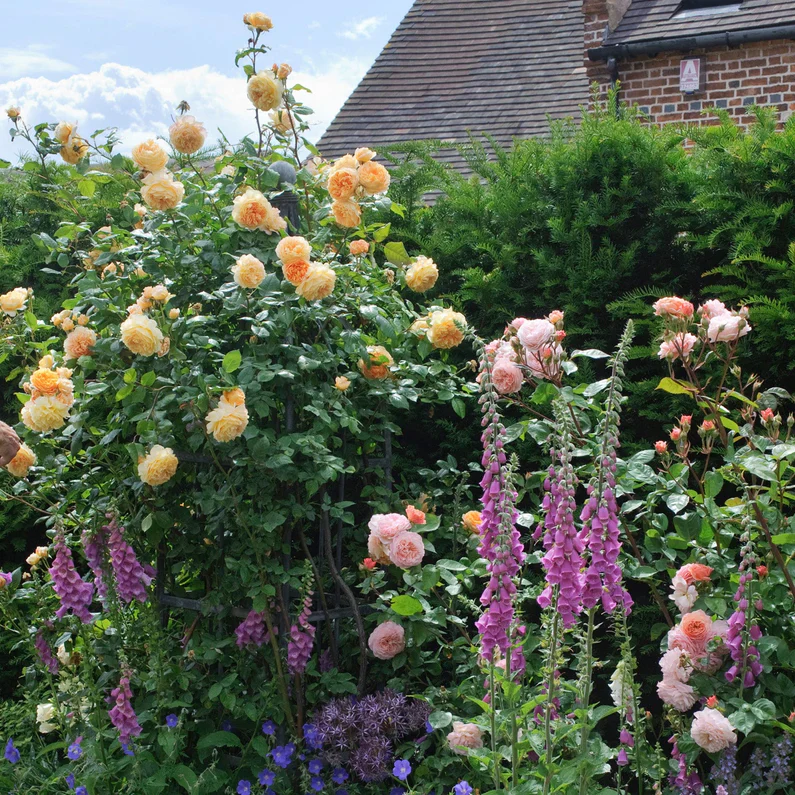 Crown Princess Margareta (XL Klimroos) - Image 4