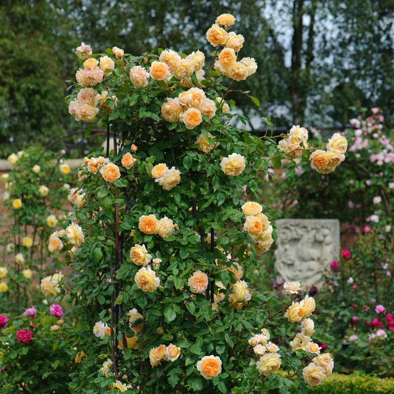 Crown Princess Margareta (XL Klimroos) - Image 5