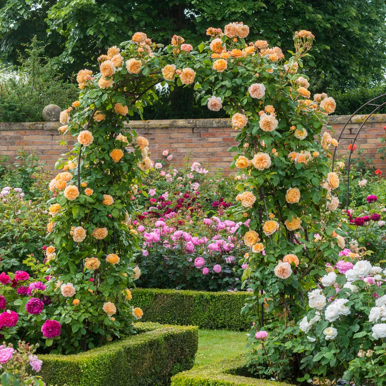 Crown Princess Margareta (XL Klimroos) - Image 6