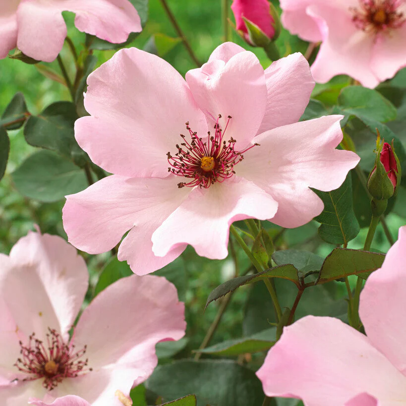 Dainty Bess