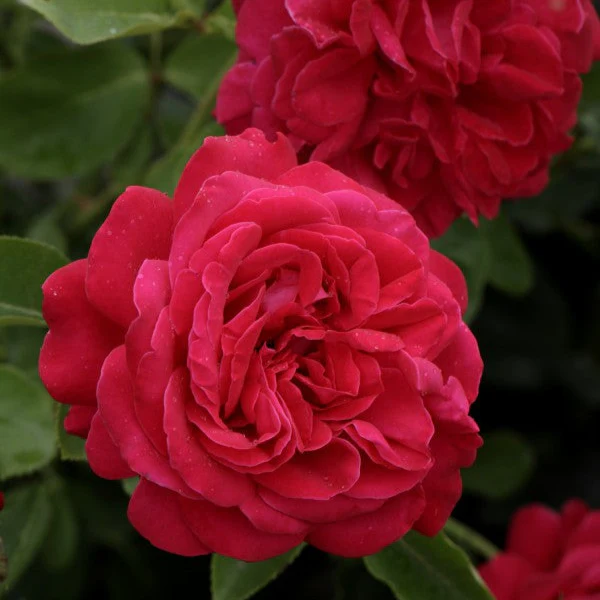 Dame de Coeur - Image 2