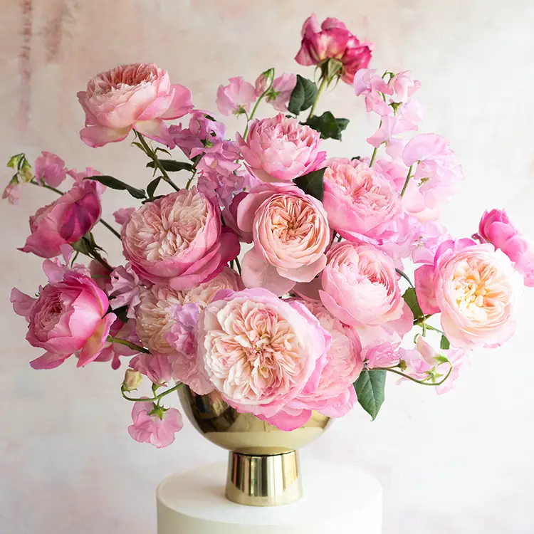 David Austin Constance (12stuks)