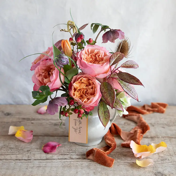 David Austin Edith (12stuks) - Image 4