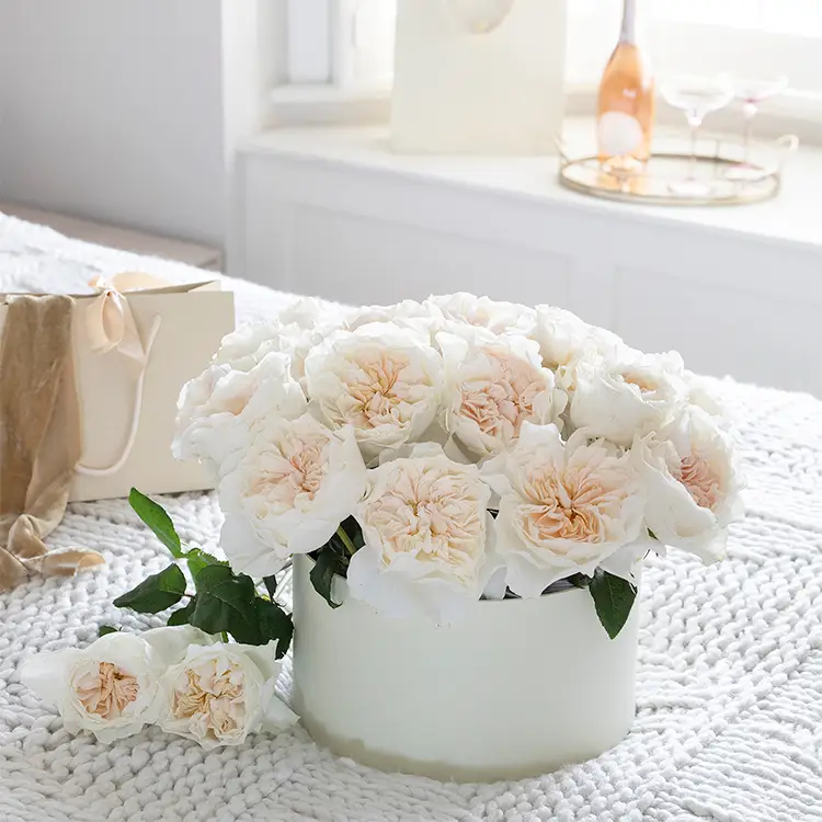 David Austin Eugenie (12stuks) - Image 3