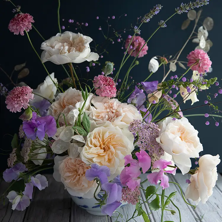 David Austin Eugenie (12stuks) - Image 4
