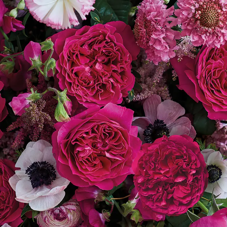 David Austin Kate  (12stuks)
