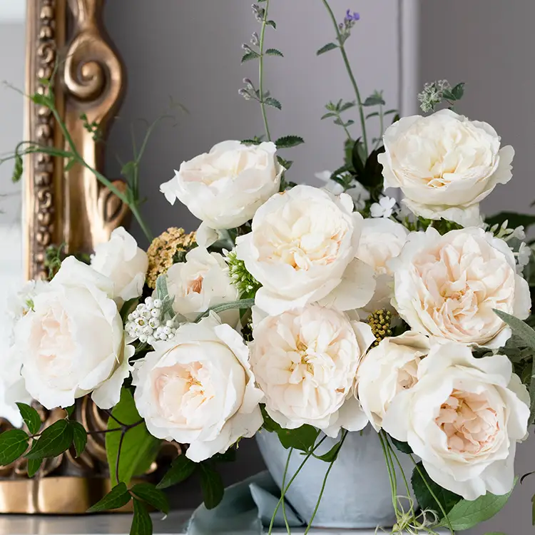 David Austin Purity (12stuks)