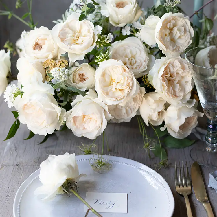 David Austin Purity (12stuks) - Image 3
