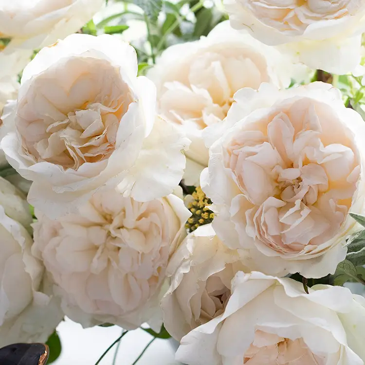 David Austin Purity (12stuks) - Image 4