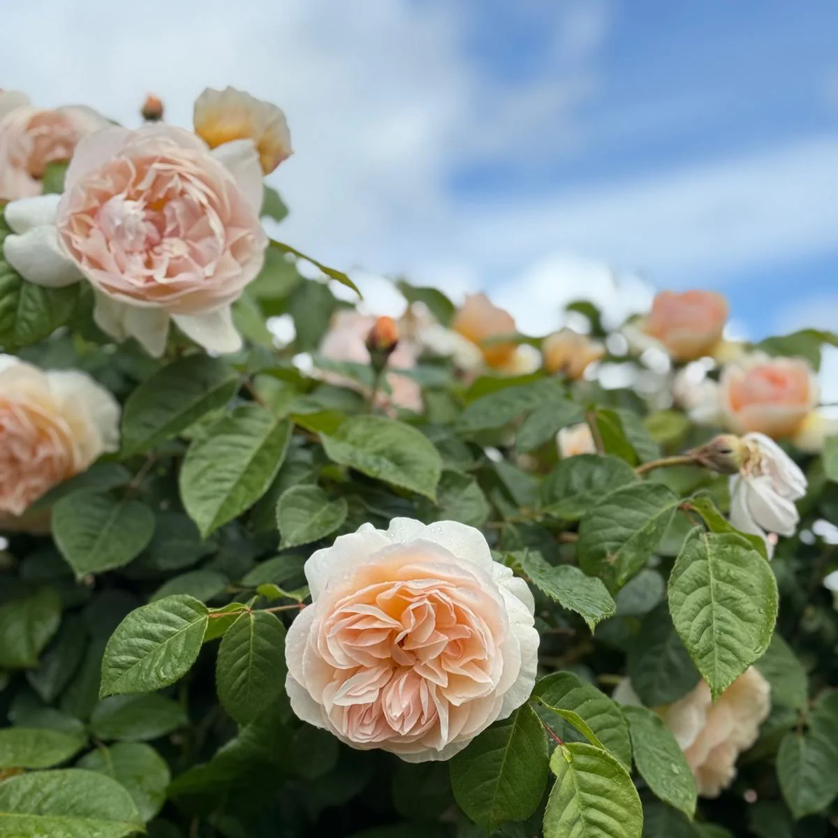 Dawn Blush  (NEW 2026)