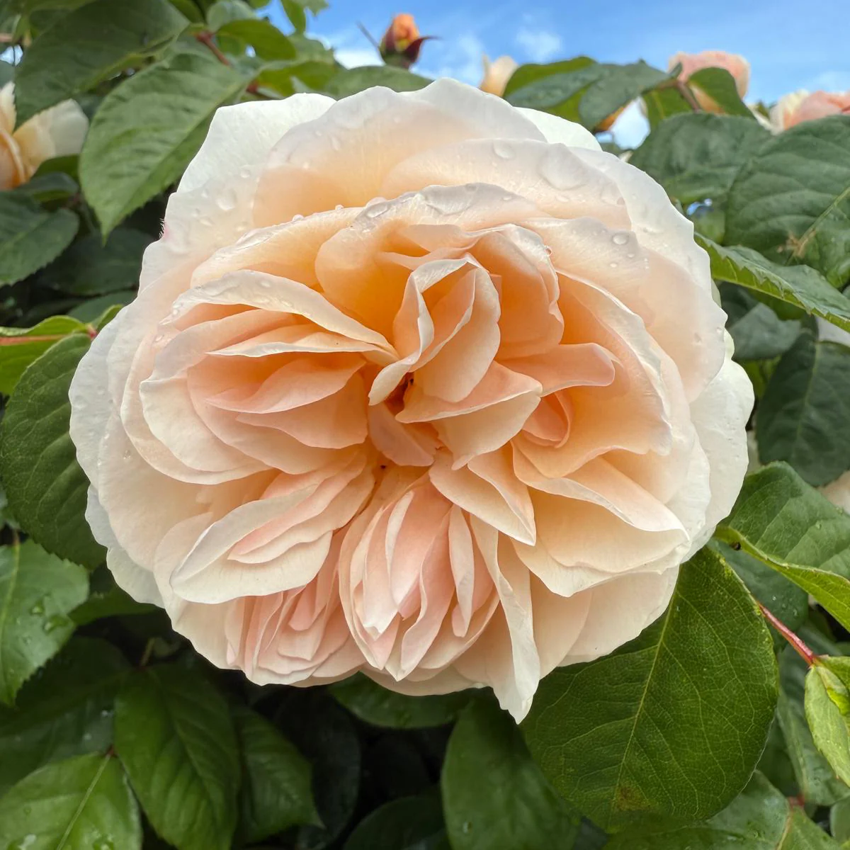 Dawn Blush  (NEW 2026) - Image 2