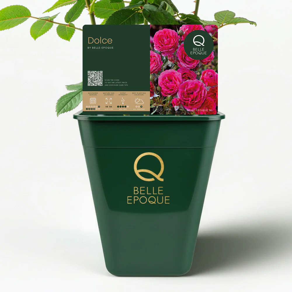 Eetbare roos - Dolce - Image 4