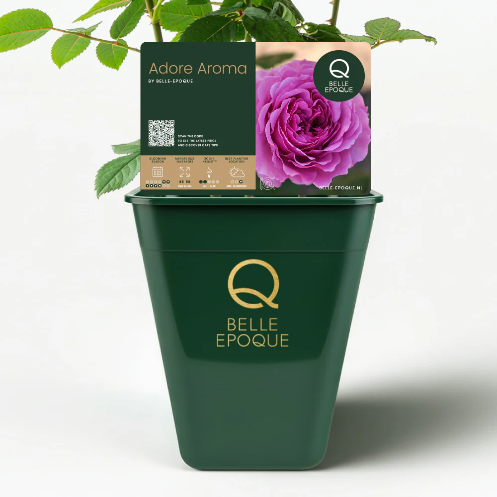Eetbare roos - Adore Aroma - Image 3