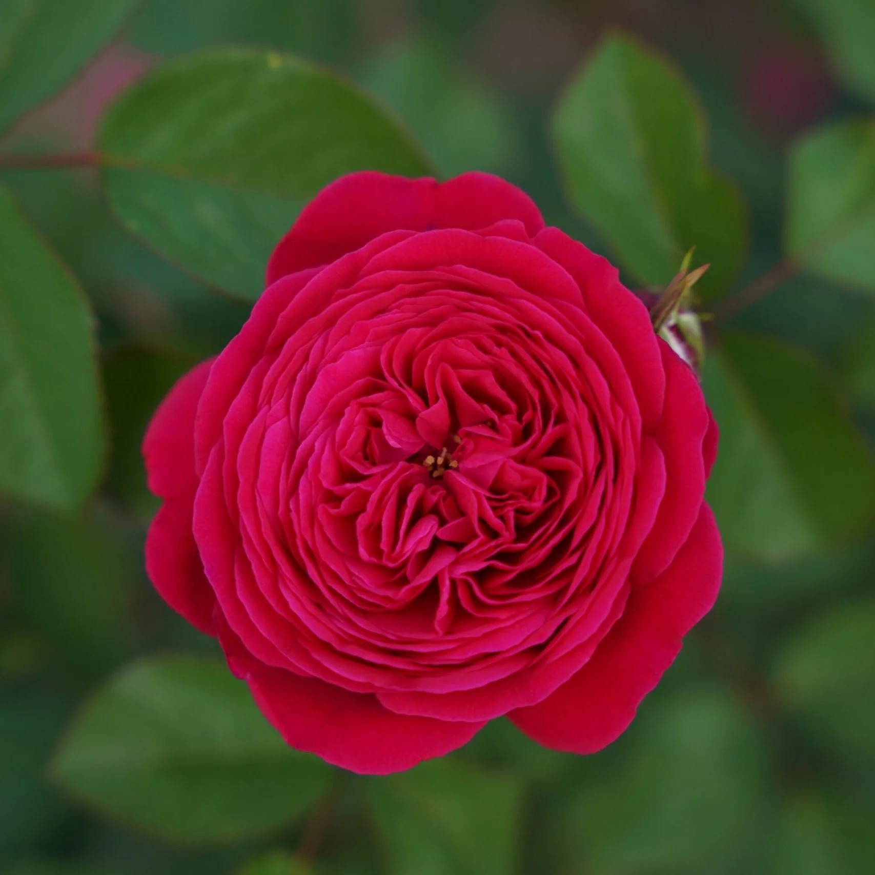 Miniatuur 2