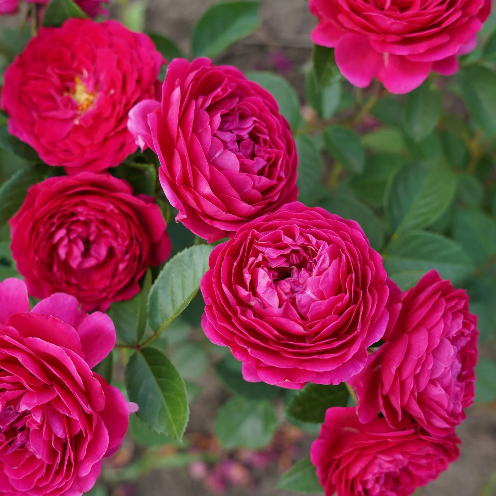 Miniatuur 2