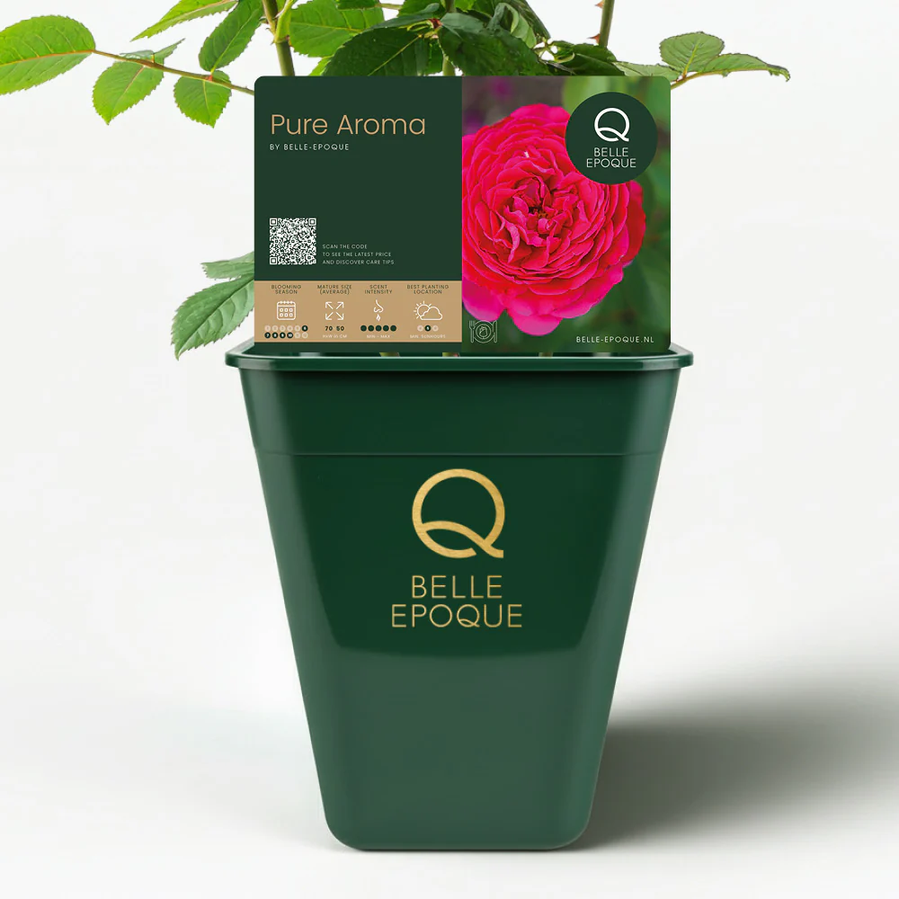 Eetbare roos - Pure Aroma - Image 3