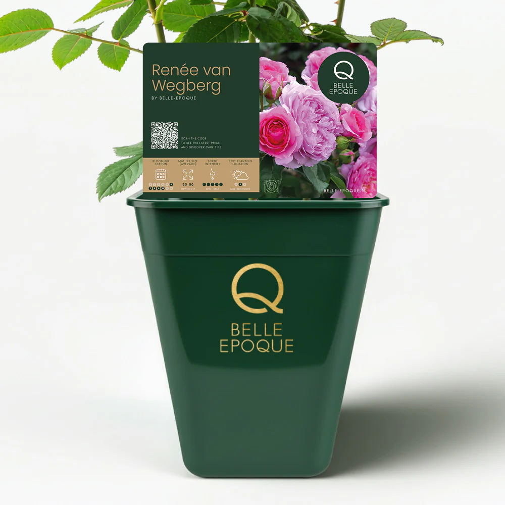 Eetbare roos - Renee van Wegberg - Image 3